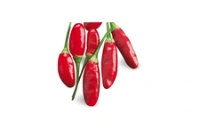 Peperoncino calabrese