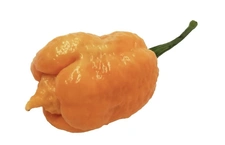 Carolina reaper Oranje