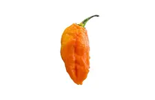 Ghost pepper Oranje