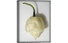 Scorpion pepper White