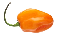 Habanero Oranje