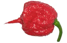 Carolina reaper Rood