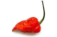 Ghost Pepper Rood