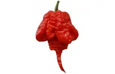 7 Pot Primo Rood